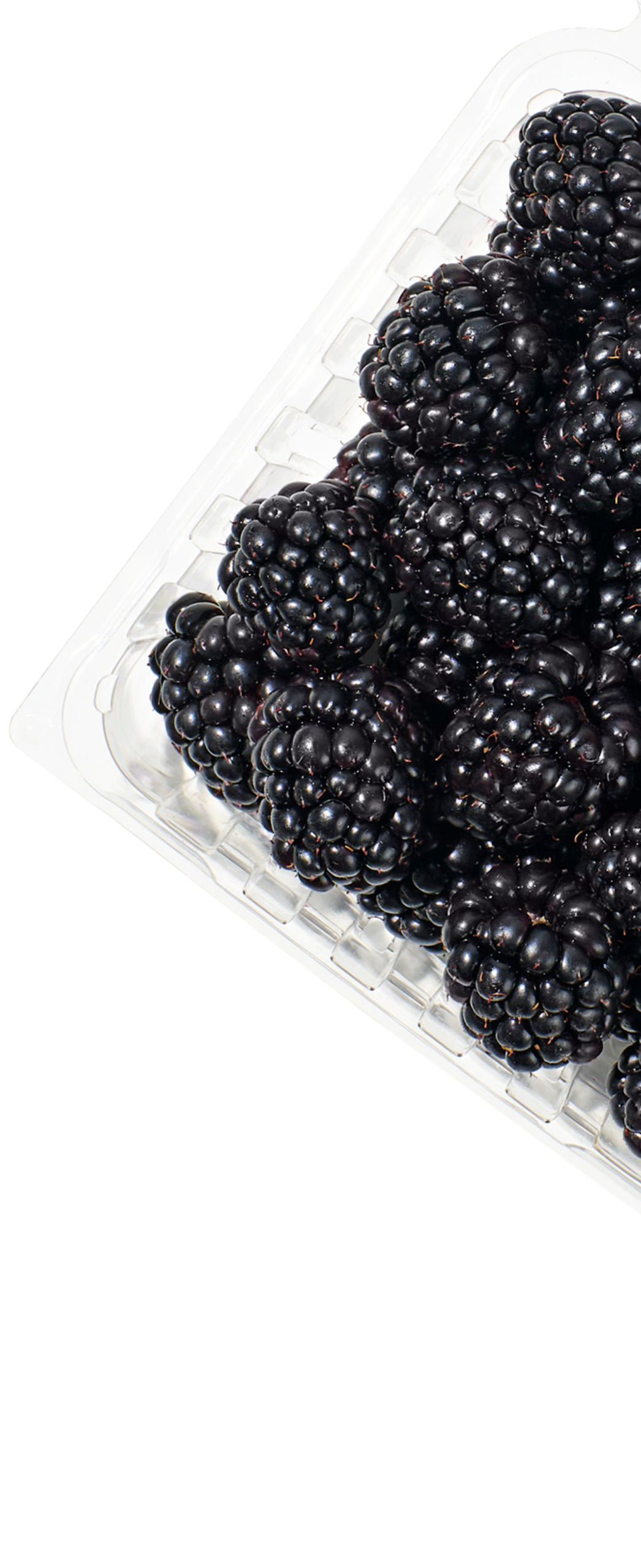 blackberries in clam
